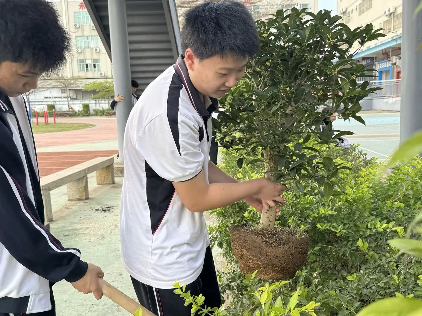 培养生态意识，传承绿色文化‖珠海新盈学校植树活动