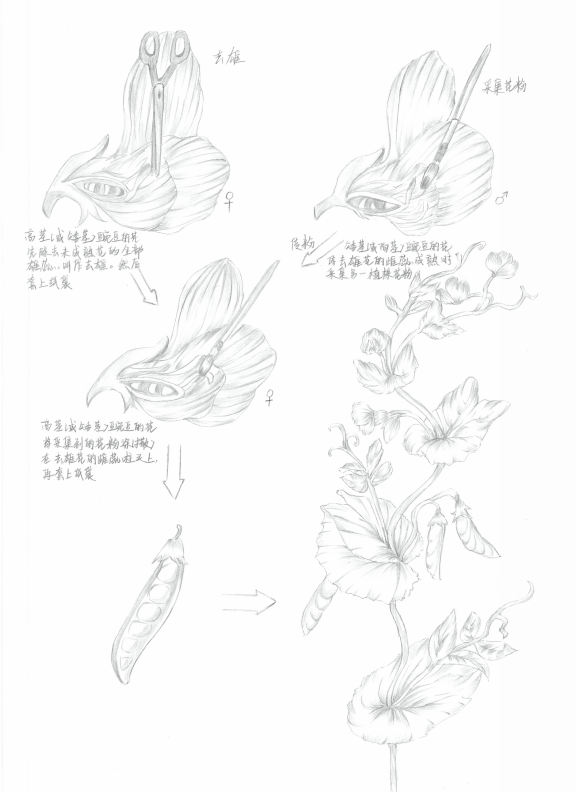 促进学生全面发展 | 新盈学校第一届生物绘图大赛圆满结束